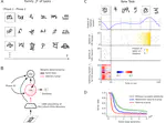 One-shot learning with spiking neural networks