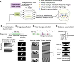 A data-based large-scale model for primary visual cortex enables brain-like robust and versatile visual processing