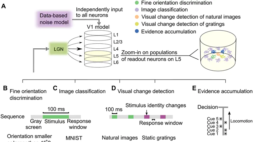 A data-based large-scale model for primary visual cortex enables brain-like robust and versatile visual processing